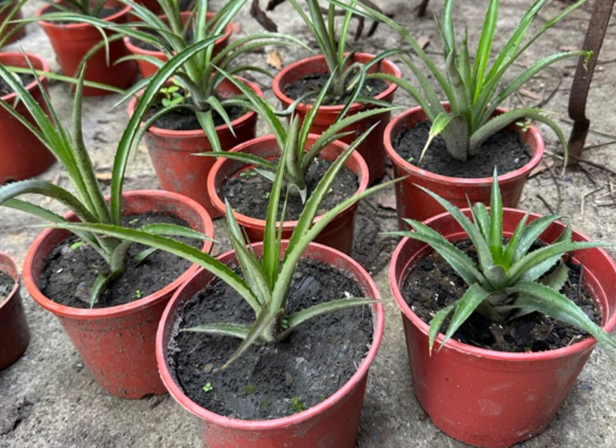 室內鳳梨植物 室內鳳梨植物