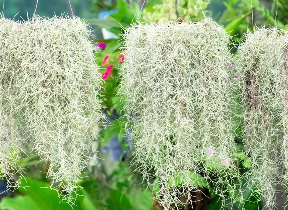 松蘿枯掉急救 松蘿枯掉急救