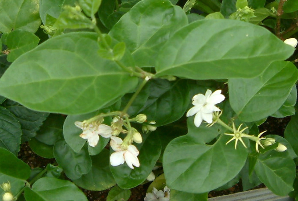 茉莉花 對貓 有害 茉莉花 對貓 有害