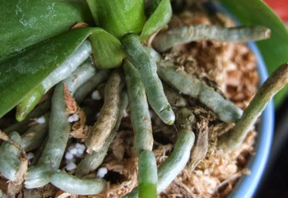 蘭花肥料挑選 蘭花肥料挑選