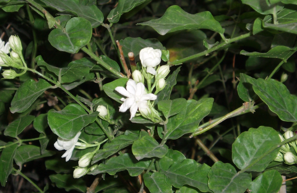 茉莉花 貓 有毒 茉莉花 貓 有毒
