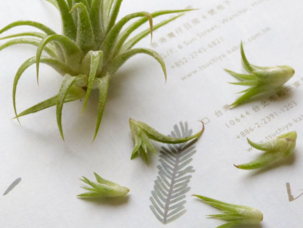 鳳梨花分株方法