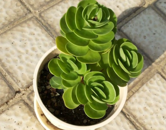 金錢樹多肉植物