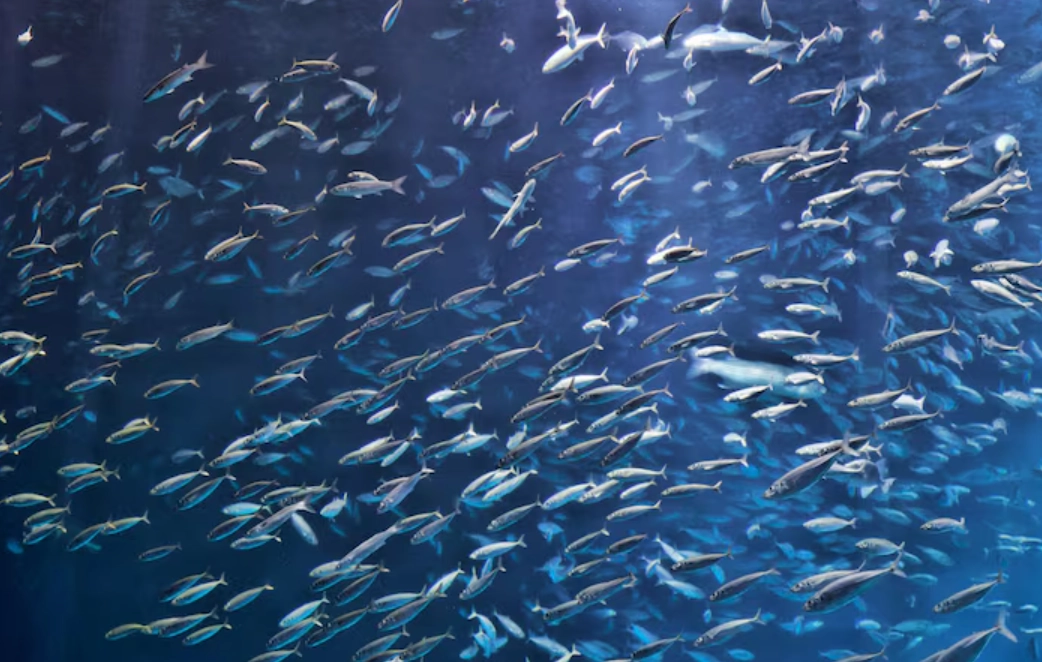 夢到很多魚 夢到很多魚