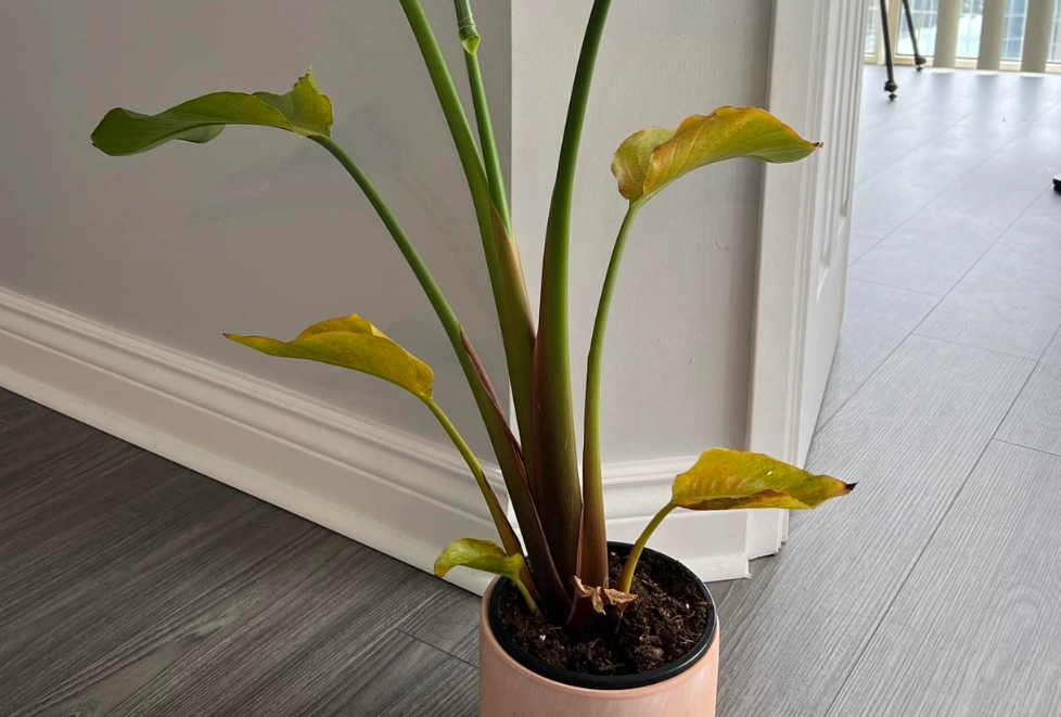 天堂鳥葉子變黃原因