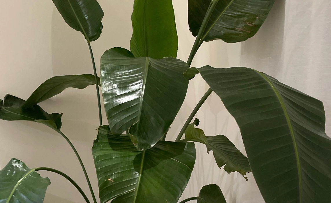 天堂鳥養護技巧