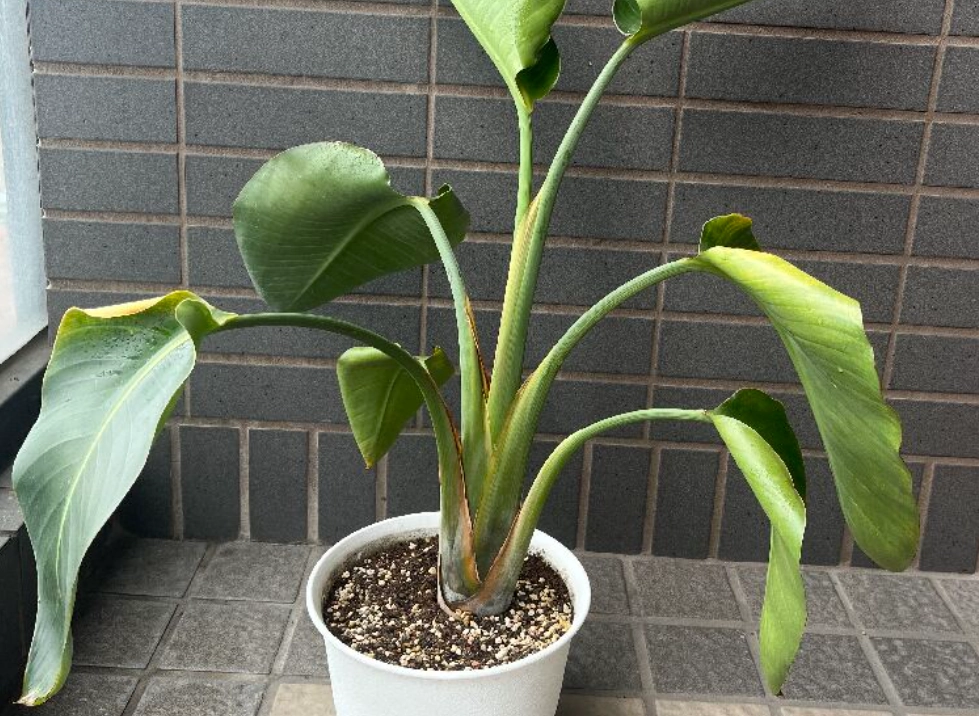 天堂鳥養護指南