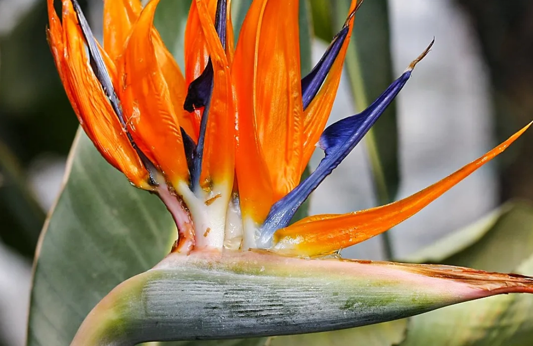 天堂鳥開花條件