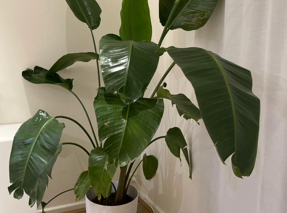 天堂鳥葉子下垂原因