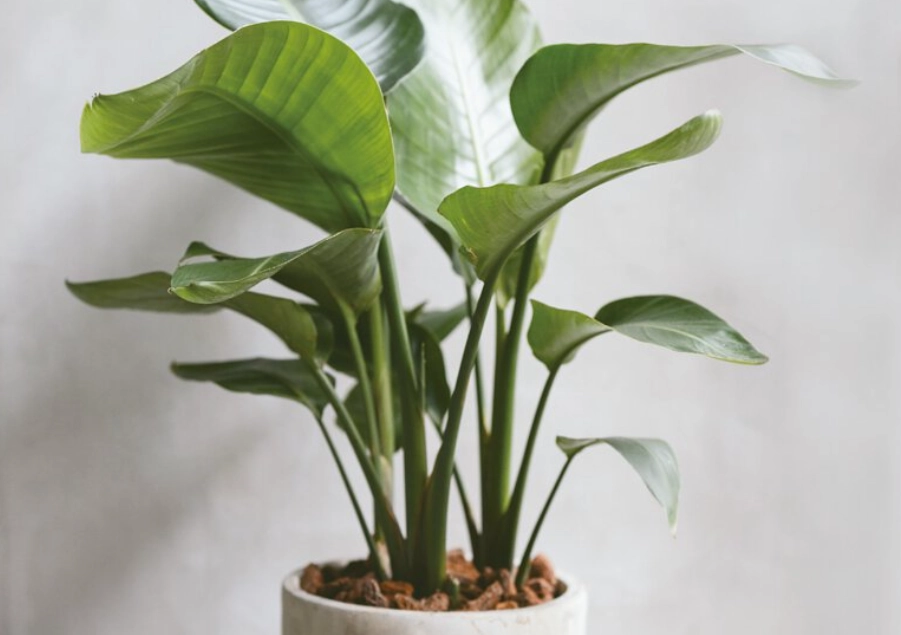 天堂鳥土壤配方