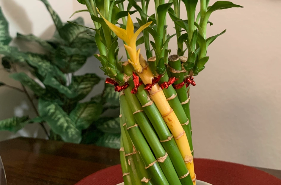 富貴竹變黃 富貴竹變黃