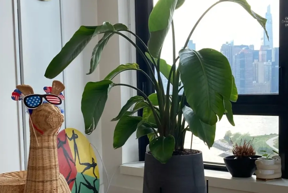 天堂鳥 養護方法