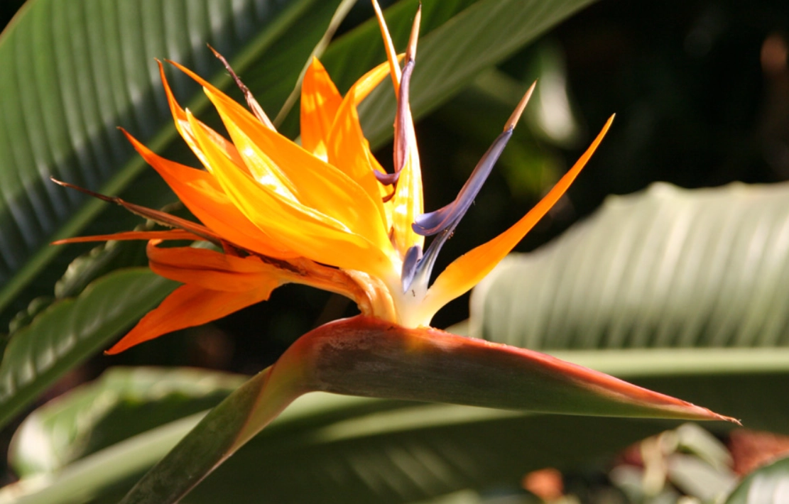 天堂鳥開花條件