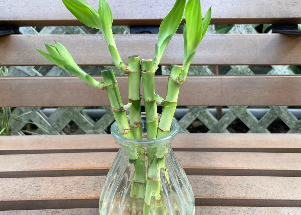 富貴竹養護 富貴竹養護