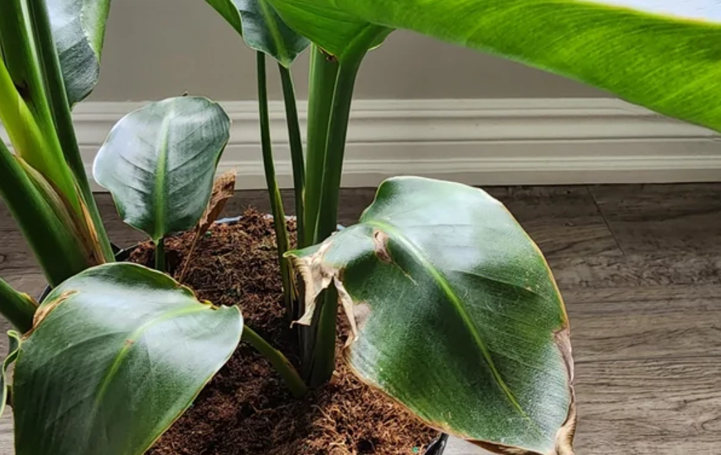 天堂鳥養護技巧