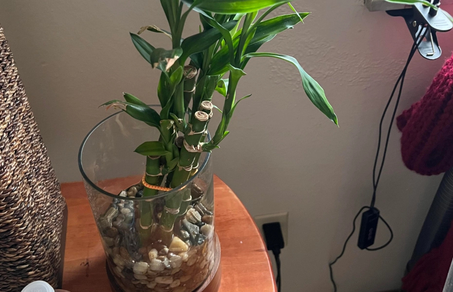 水耕植物換水 水耕植物換水