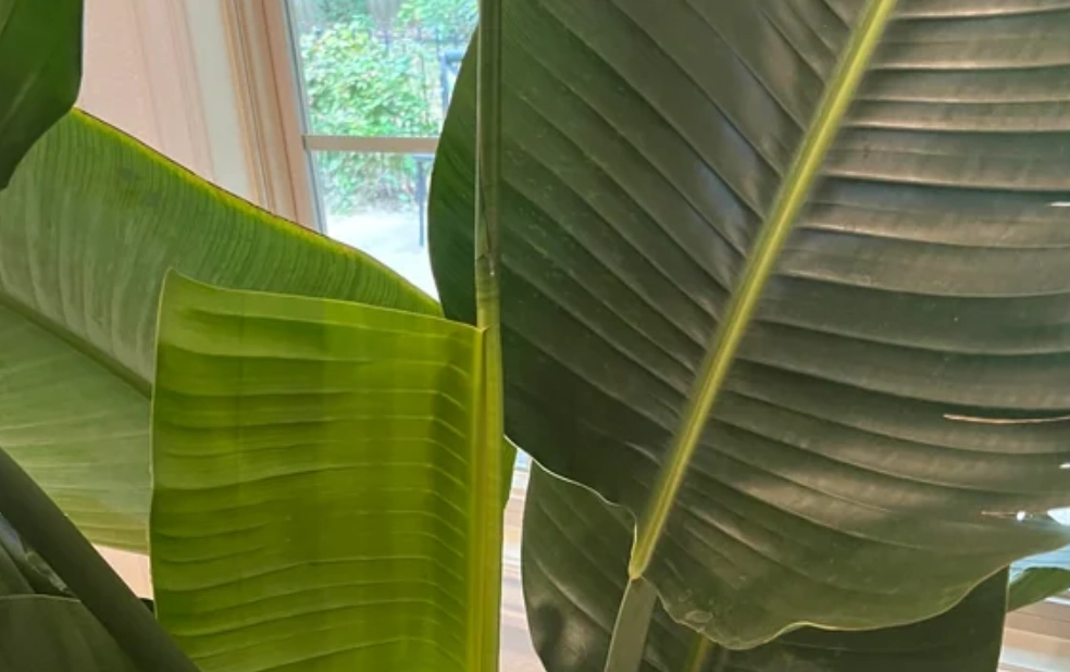 天堂鳥葉子捲曲