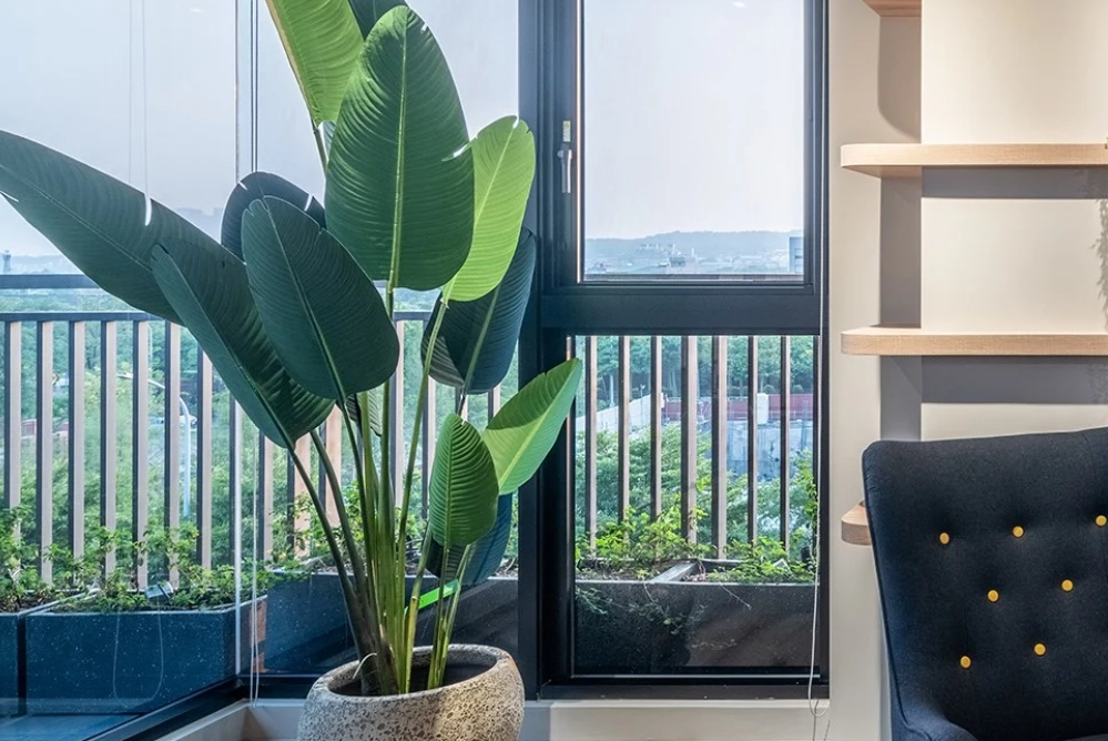 天堂鳥 養護技巧