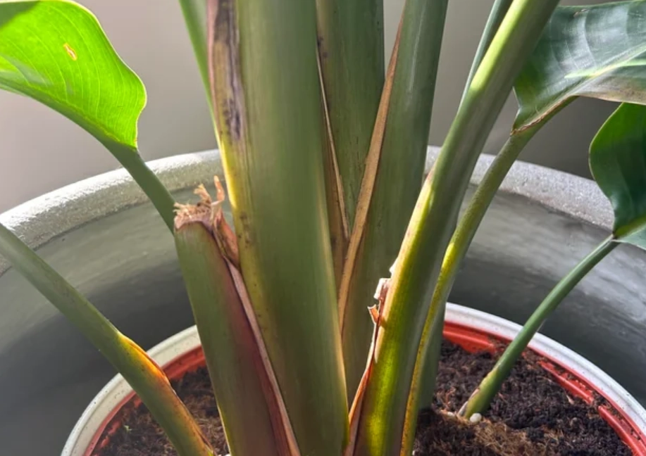 天堂鳥開花條件