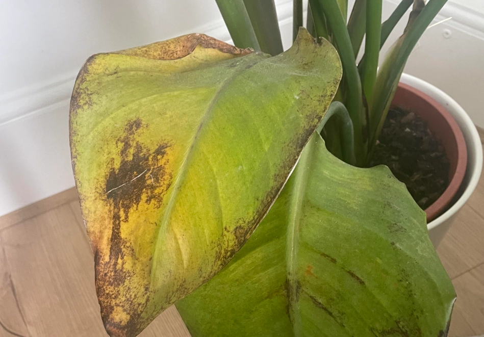 天堂鳥葉子黃處理