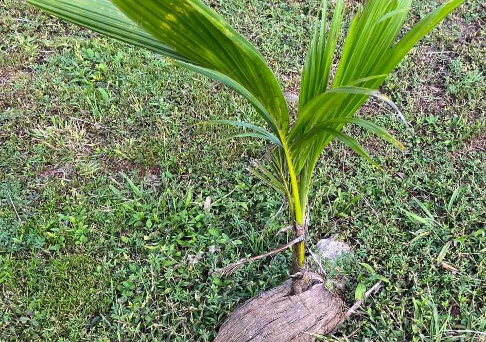 椰子树养护技巧