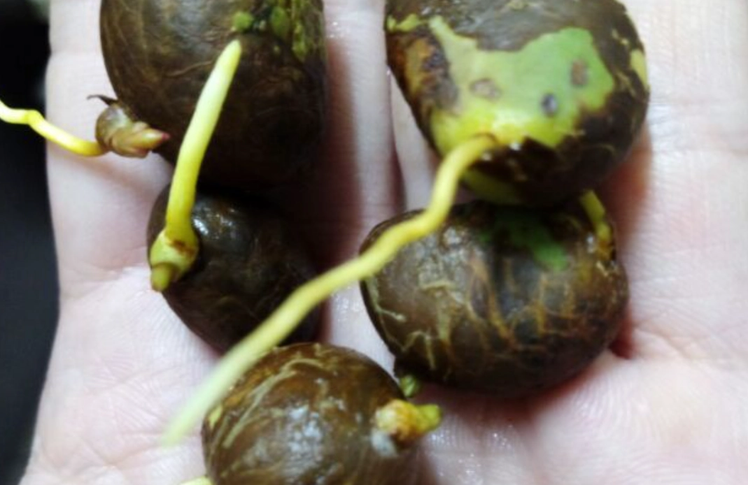 福木種植 福木種植