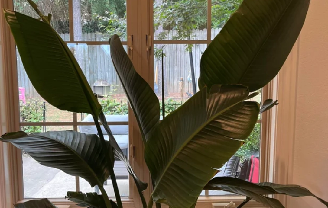 天堂鳥養護技巧