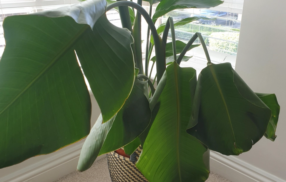 天堂鳥葉子下垂原因