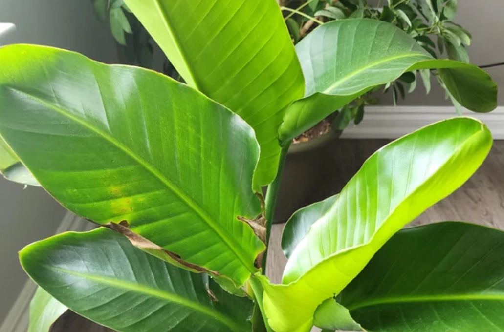 天堂鳥養護技巧