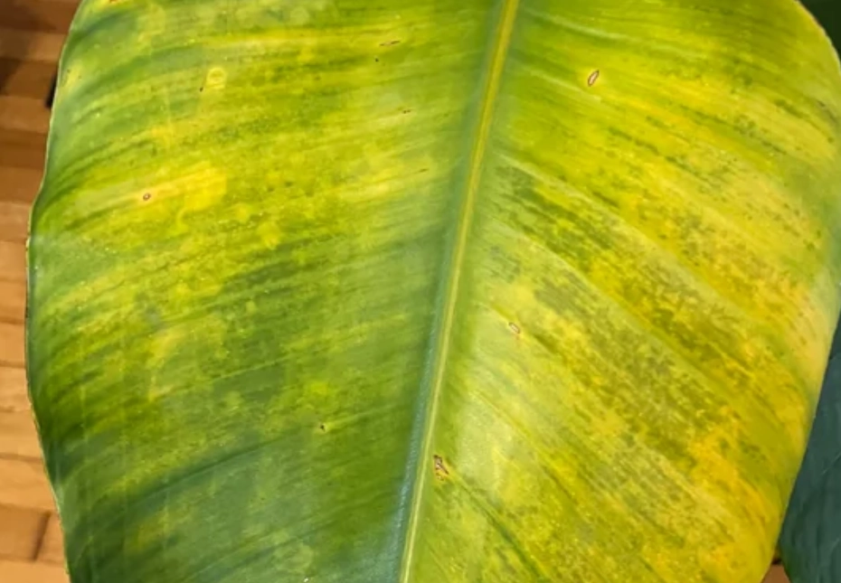 天堂鳥葉子黃處理