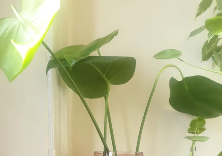 龜背芋水耕方法