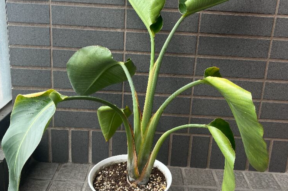 天堂鳥葉子下垂處理