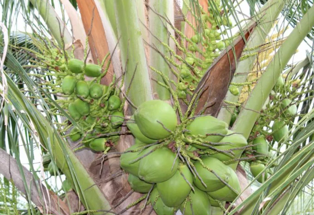 台灣椰子栽培