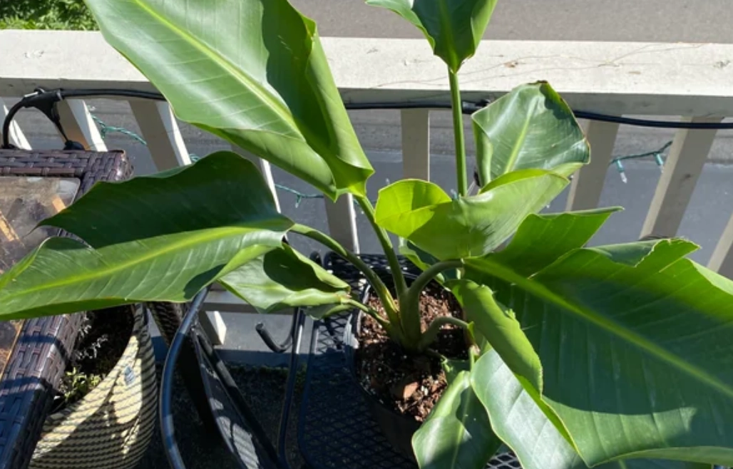 天堂鳥 陽光需求