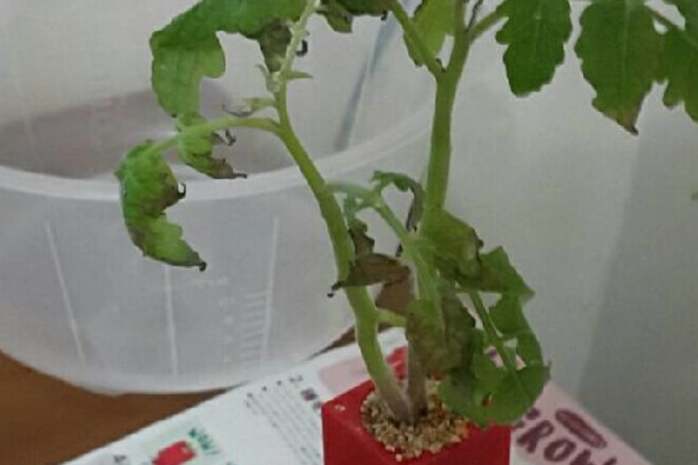 水耕系統 異味處理