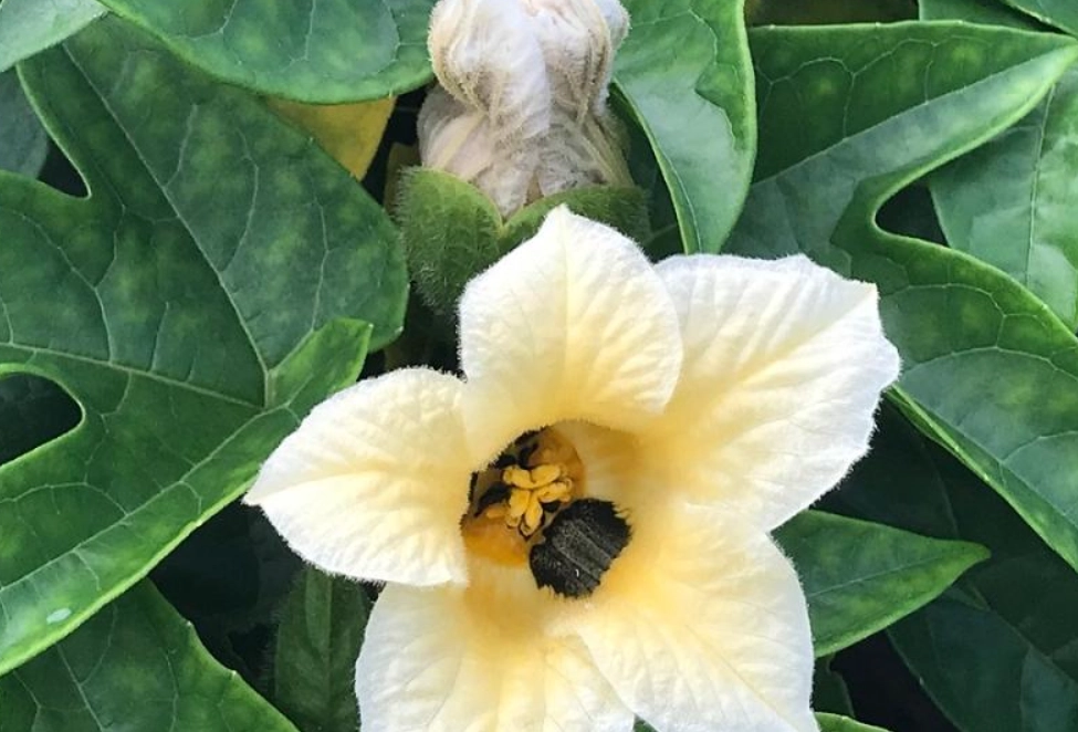 木鱉果種子 公母