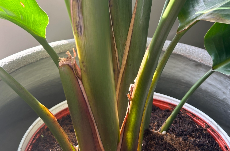 天堂鳥繁殖技巧