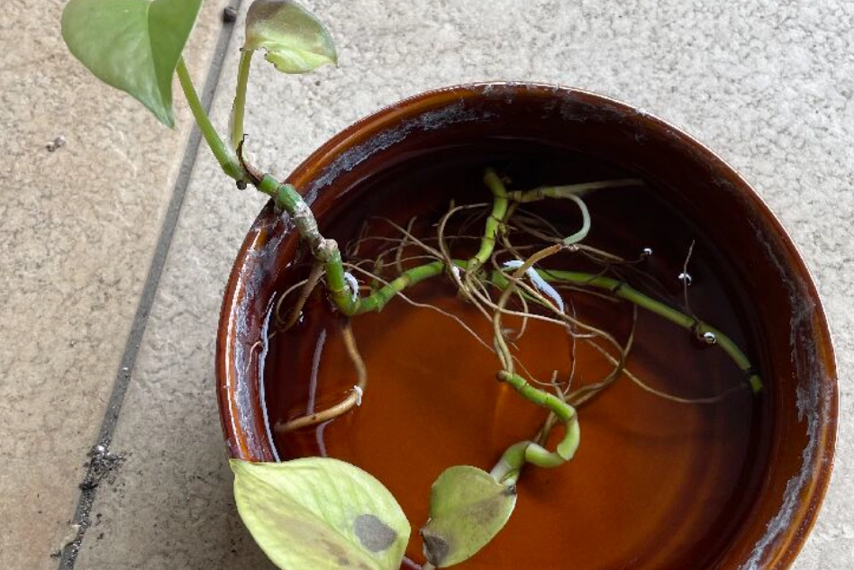 水耕系統 異味處理