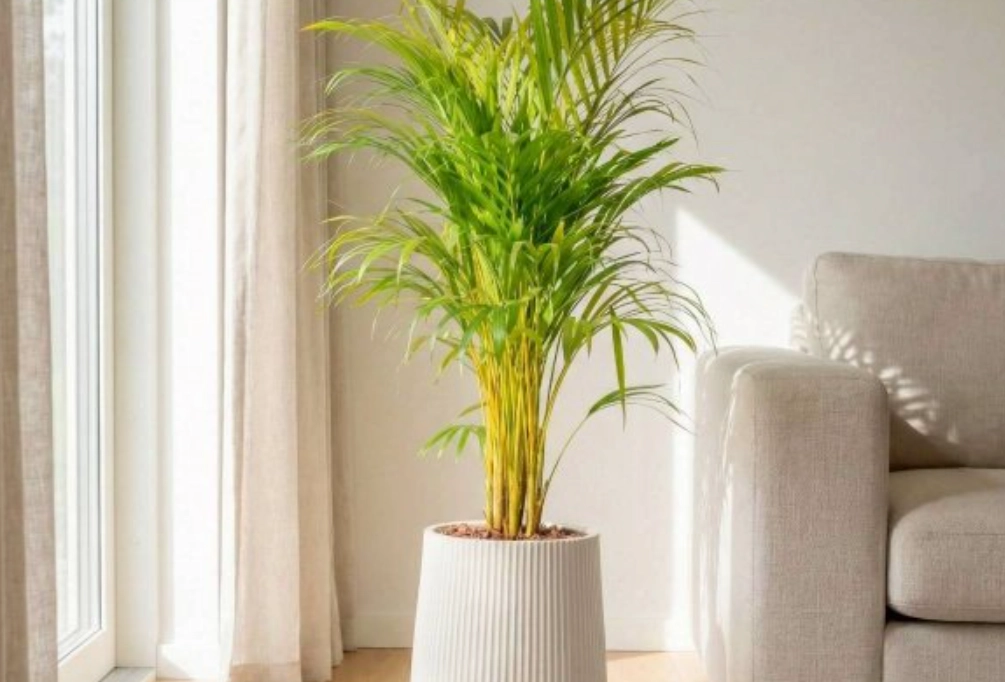 黃椰子 室內 養護