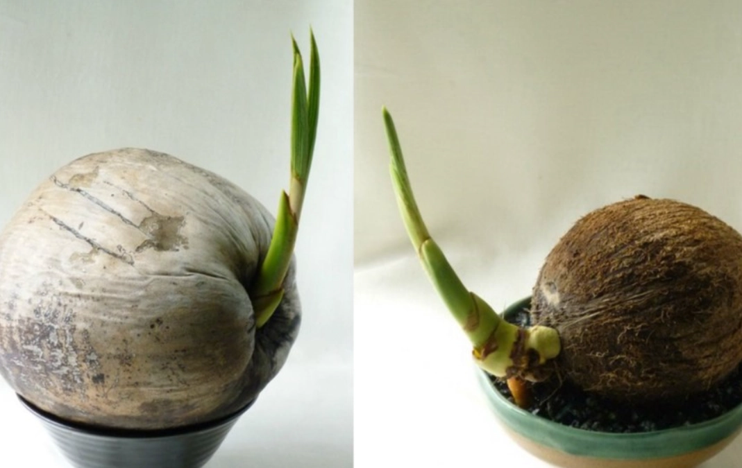 椰子树生长过程