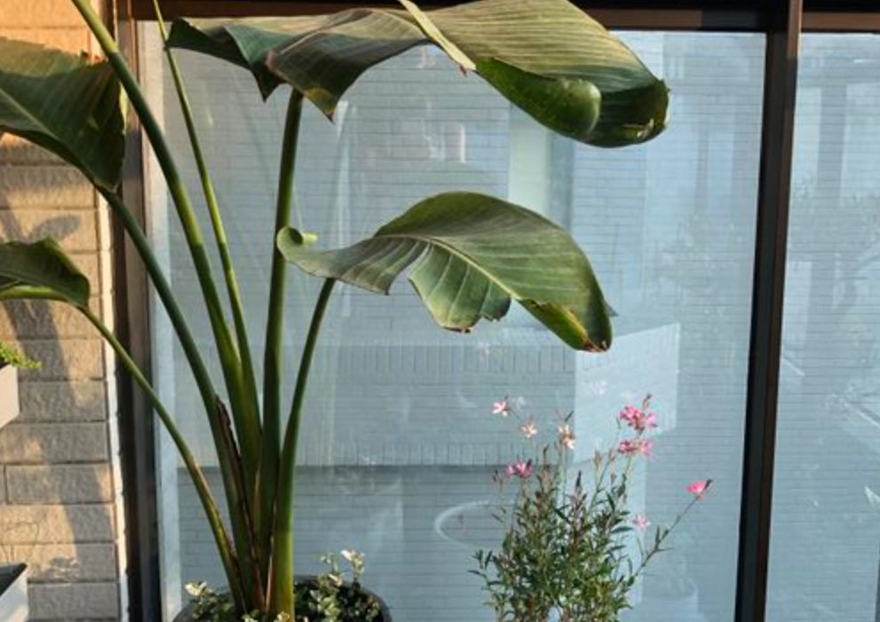 天堂鳥 養護方法