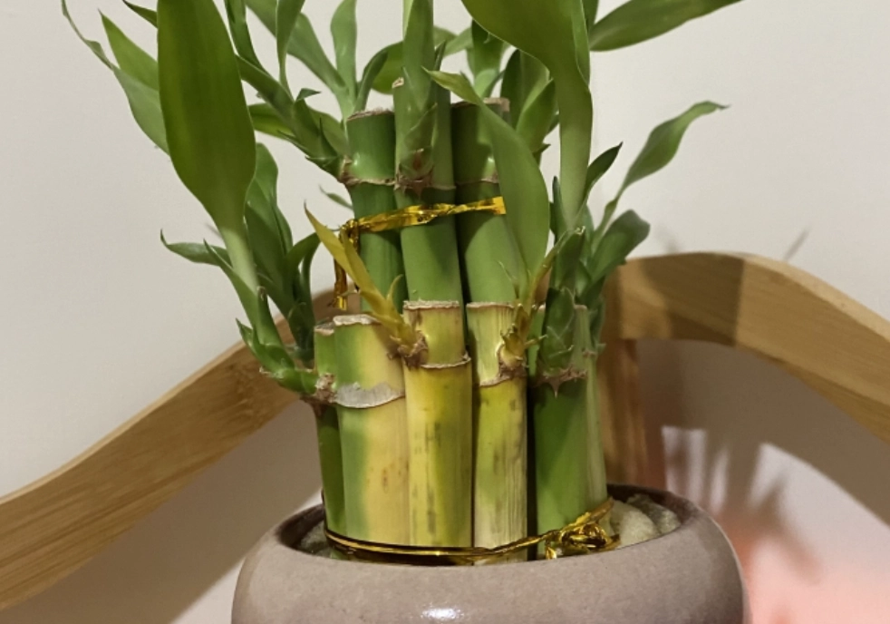 開運竹換盆步驟