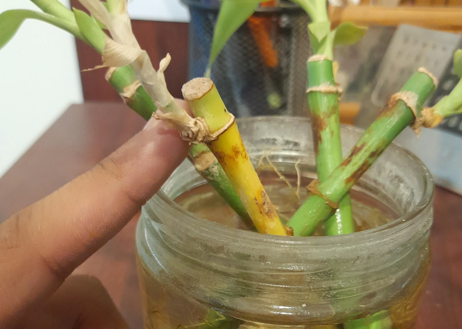 富貴竹養護 富貴竹養護