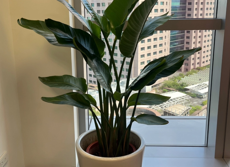 室內植物 光照管理