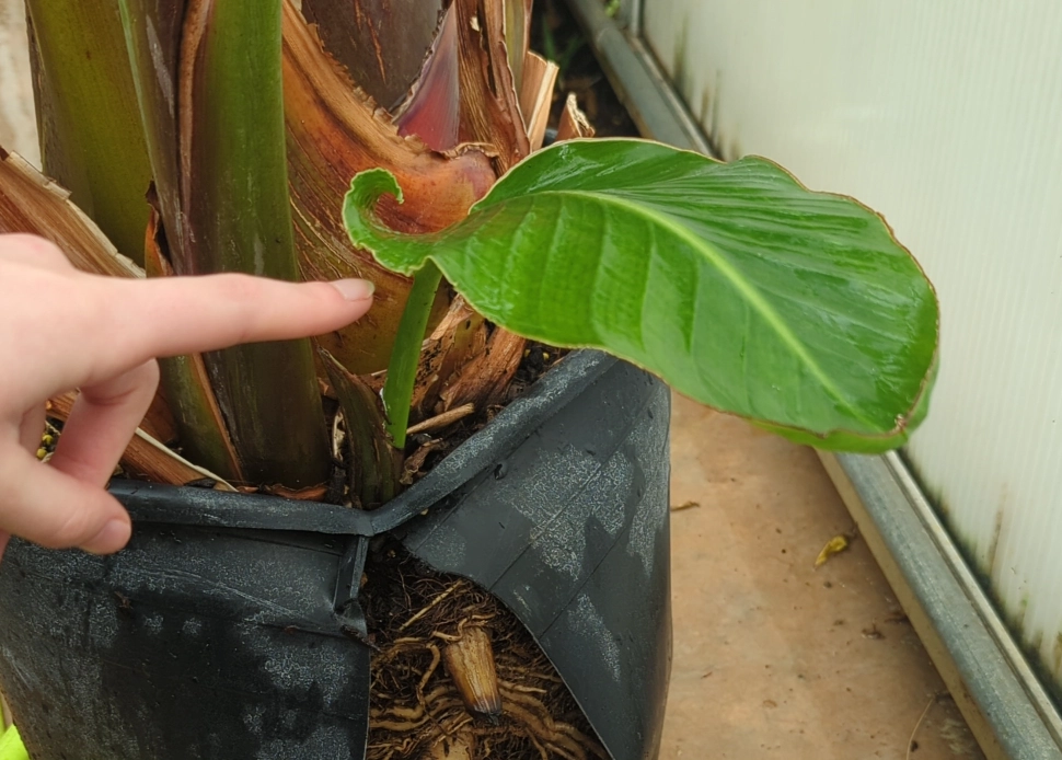 天堂鳥繁殖方法