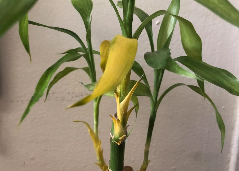 富貴竹黃葉處理 富貴竹黃葉處理