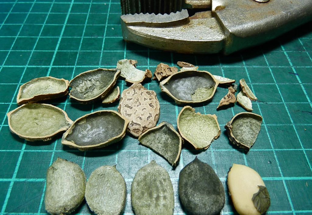 木鱉果公母分辨