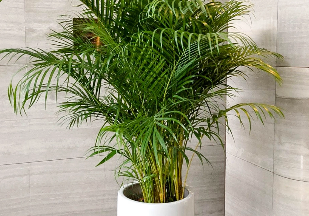 黃椰子 種植 技巧