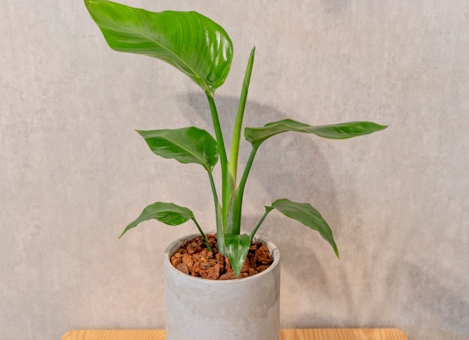 天堂鳥盆栽養護