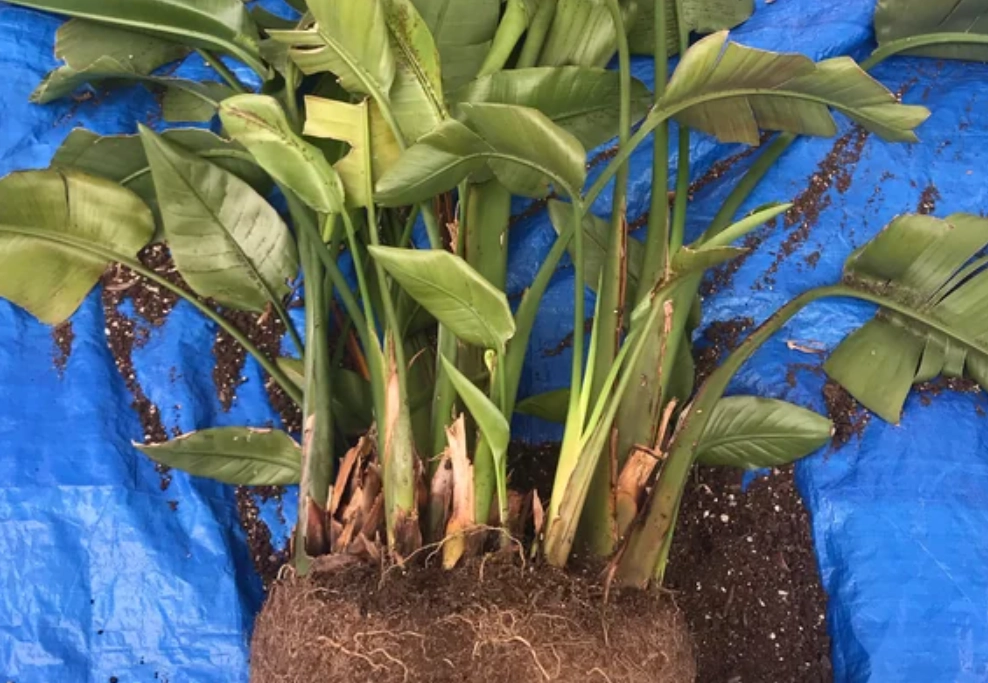 天堂鳥繁殖技巧